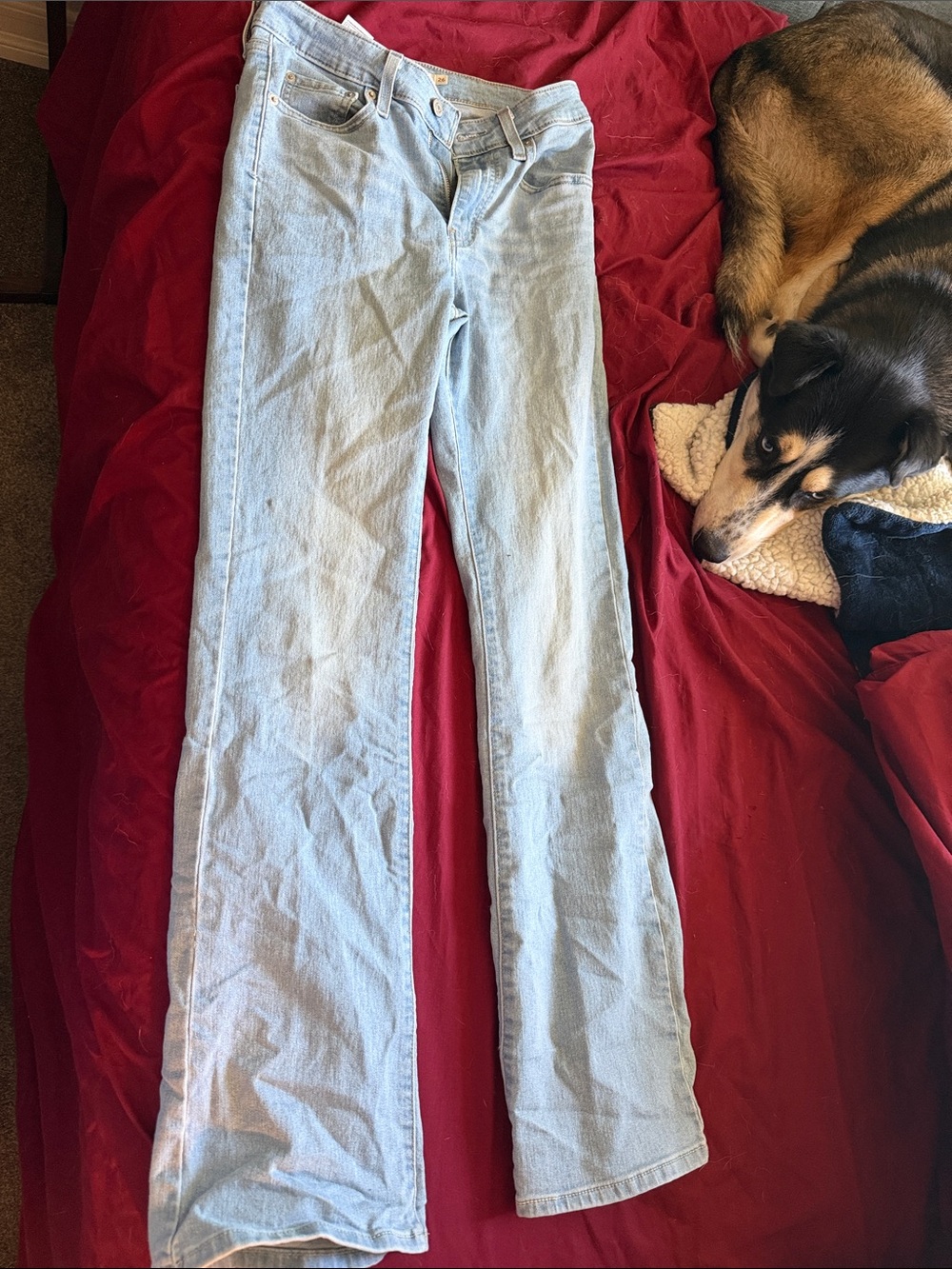 Levi's Light Blue Flare Jeans - Women's